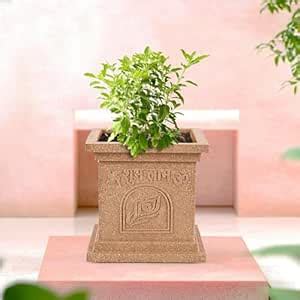 Kuber Industries 12 Inch Plastic Tulsi Mancha for Home | Modern Tulsi ...