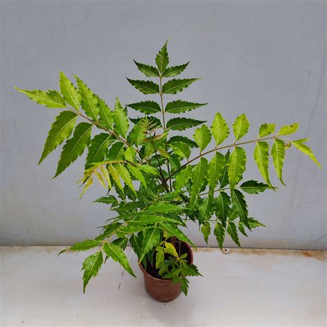 Neem Tree 的图像结果