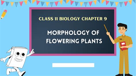 Chapter 9 Morphology of Flowering Plants Solutions