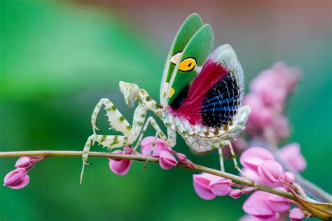 Orchid Praying Mantis