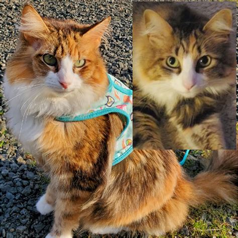 Remembering Bridget - Veterinary Cancer Society