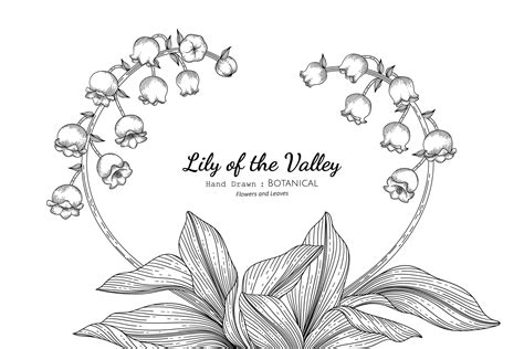 drawings of lily of the valley flowers