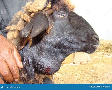 Exploding Cow Abscess 的图像结果