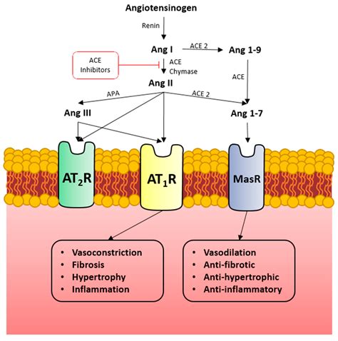 Angiotensin-Converting Enzyme 2 Expression and Severity of SARS-CoV-2 Infection