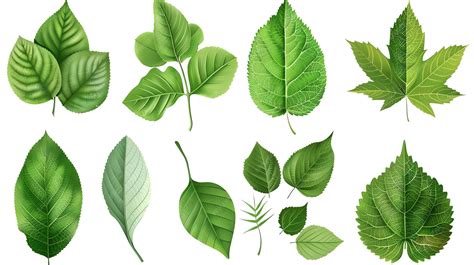 A set of ten different types of leaves the leaves are all green and have different shapes and ...