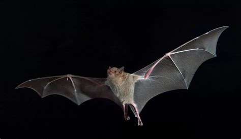 The Occasional Bat on Twitter | Bat flying, Bat, Bat photos