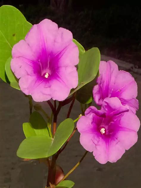 Ipomoea pes-caprae, Aattadambu, Adumbuvalli, Adambuvalli, Chunvanna ...