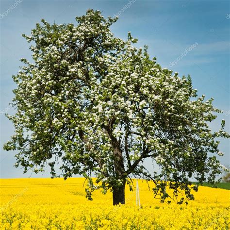 Mustard Seed Plant Fully Grown