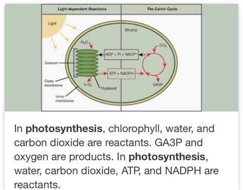 what are the 5 objectives of photosynthesis - Brainly.in