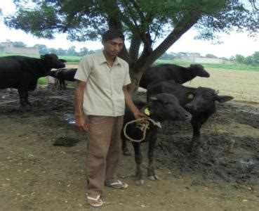 Experience from “Kohli Marg”, Haryana on Control of Brucellosis | Dairy ...