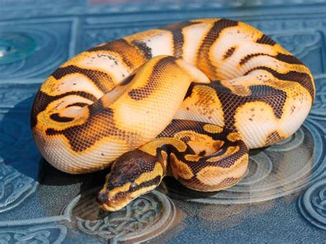 Image result for Passion Java Snakes