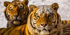 Tiger Image by 10 Tigers Reportedly Slaughtered In China For Visual Tiger Image