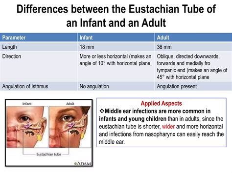 Length Of Eustachian Tube