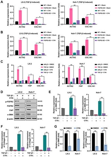 Inhibition of FGFR2 Signaling by Cynaroside Attenuates Liver Fibrosis
