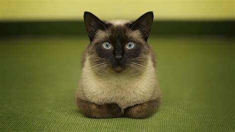 Download wallpaper 3840x2160 siamese cat, cat, glance 4k uhd 16:9 hd ...