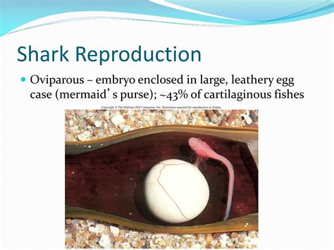 Image result for Sharks Reproduction