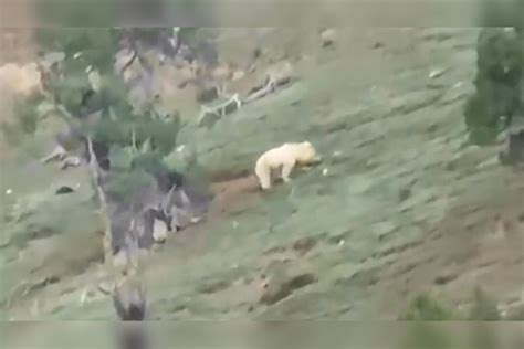 青海两只西藏棕熊散步玩耍画面被牧民拍到：一只熊猫色另一只白色_画面_棕熊_熊猫