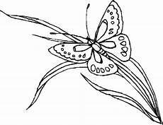 ausmalbilder schmetterling auf blume schmetterling auf grashalm ausmalbild malvorlage blumen ausmalbilder schmetterling auf blume schmetterling auf grashalm ausmalbild malvorlage blumen