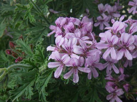 Scented Leaf Geranium Varieties at Oliver Howell-price blog