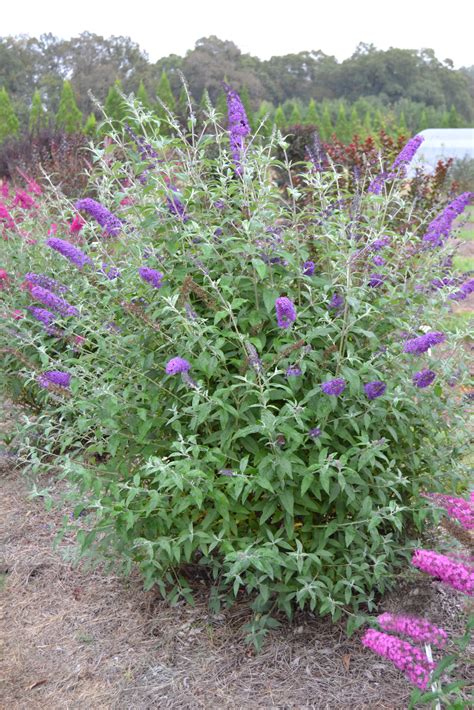Butterfly Bush Pruning