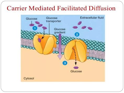 Mechanism of drug absorption in git | PPTX