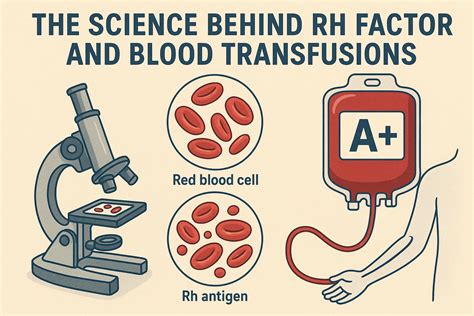 The Science Behind Rh Factor and Blood Transfusions – Biotest Plasma