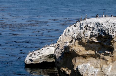 Pelicans On Rocks Free Stock Photo - Public Domain Pictures