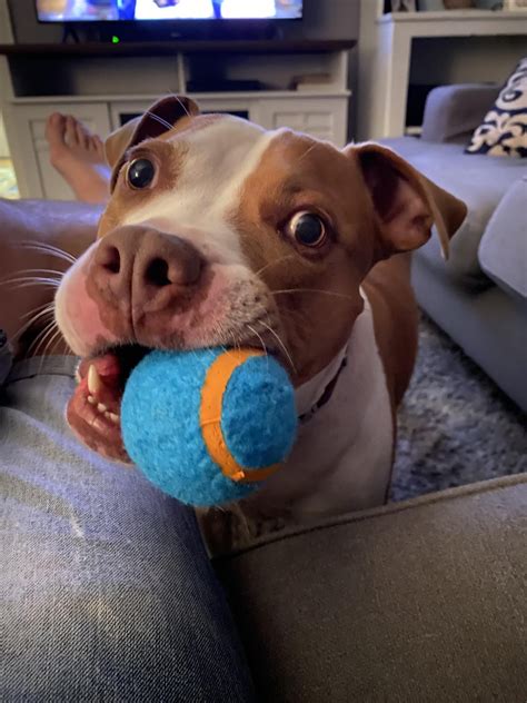 No take only throw : r/velvethippos