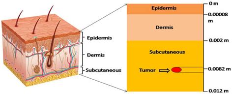 A Fibonacci Wavelet Method for Solving Dual-Phase-Lag Heat Transfer ...