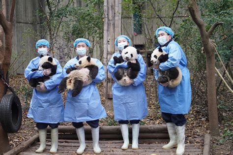 新春走基层丨成都大熊猫繁育研究基地：新春“打卡”大熊猫-新华网
