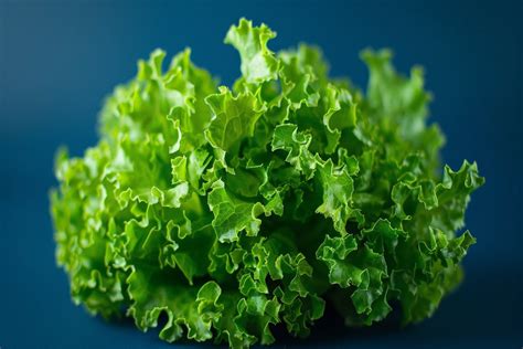 Lettuce - Salad Bowl Green Seeds – Seeds N Beyond