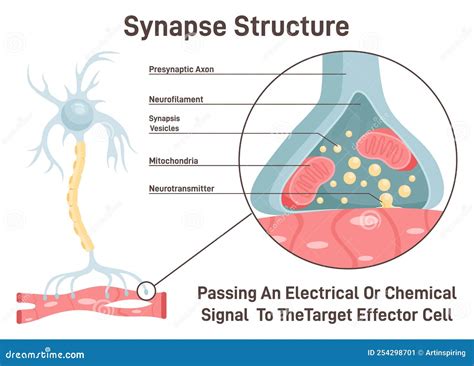 Synapse Structure. Neurotransmitter Release Mechanism Stock Illustration - Illustration of ...