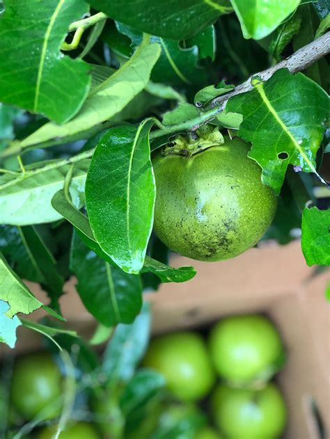 Black Sapote - Buy Black Sapote online from Miami Fruit