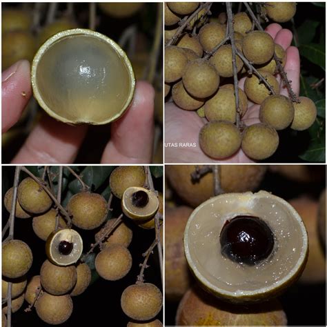 Ponyai Longan Fruit Plant (Dimocarpus longan) – veliyathgardens