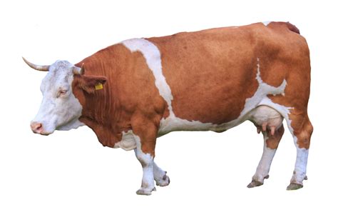 Image result for Cow Using Shapes On Python Turtle