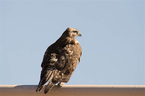 Hawks In Arizona: 12 Magnificent Species In The Grand Canyon State
