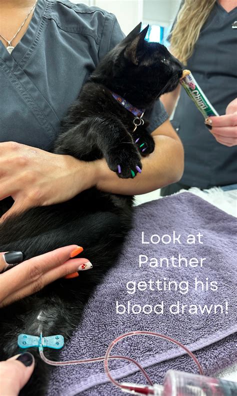 Biochemistry Cat Sample 的图像结果