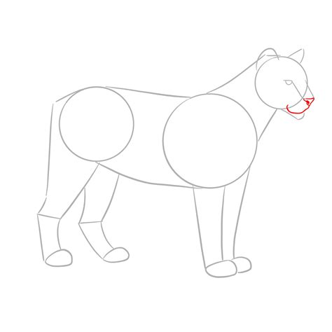 How to Draw a Cougar / Mountain Lion / Puma: Standing in Side