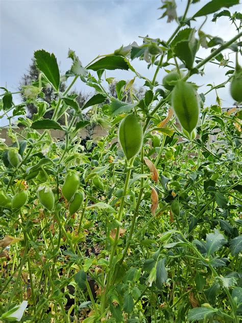 Garbanzo Bean Seeds, AKA Chickpeas. Non-GMO, Heirloom, Open Pollinated ...
