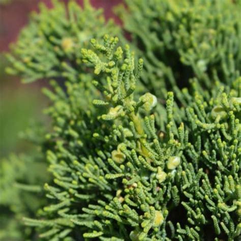Hollywood Juniper – Unique, Hardy Evergreen Tree