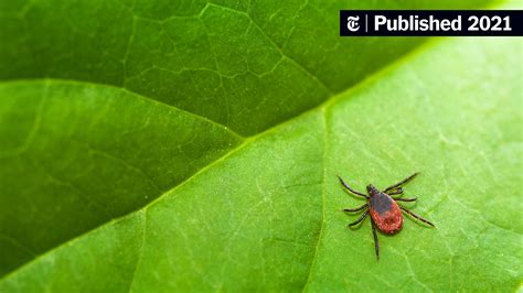 Can Ticks Live On Dogs at Evelyn Harry blog