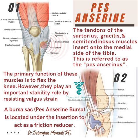Debanjan Mondal | Pes Anserine Bursitis :-The pes anserinus bursa is a ...