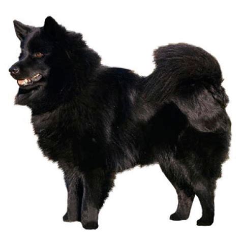 Swedish Lapphund Dog Breed Information | Purina UK
