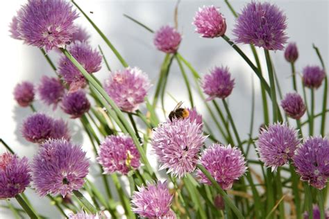 The Best Chive Companion Plants — Meadowlark Journal