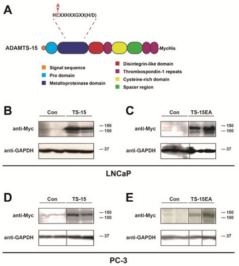 Biomolecules | Special Issue : New Insights on ADAMTS Proteases in Health