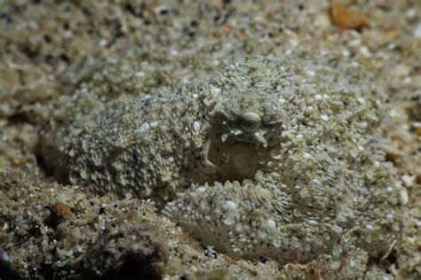 Image result for How Octopus Change Color