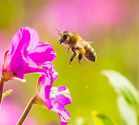 Reverse-Engineering Insect Brains to Make Robots - EE Times