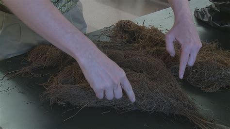 Image result for DNA Barcoding Plants