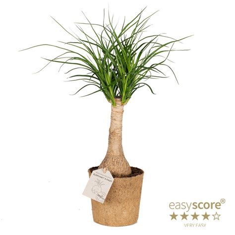 Beaucarnea recurvata — Plant Wholesale FlorAccess