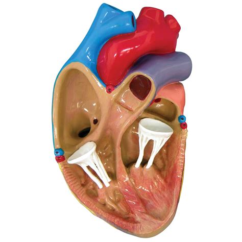 3-Mini Heart Model Set - 1019530 - W33365 - 2550 - Anatomical Models ...